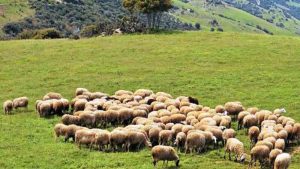 Αιτωλοακαρνανία: Εξαρθρώθηκε εγκληματική οργάνωση που διέπραττε ζωοκλοπές