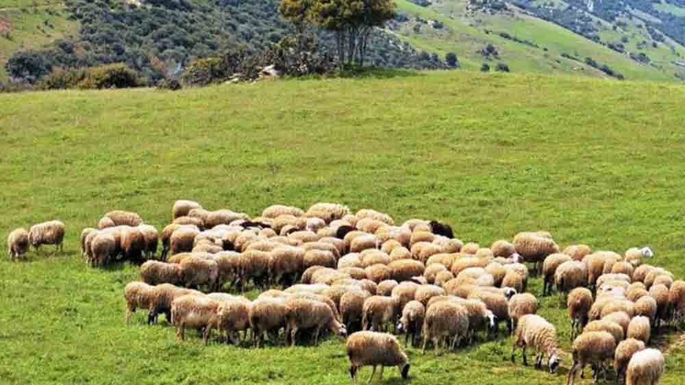 Αιτωλοακαρνανία: Εξαρθρώθηκε εγκληματική οργάνωση που διέπραττε ζωοκλοπές