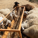 Ξεκίνησε η διάθεση εμβολίων για αντιμετώπιση αφθώδους πυρετού στην Κύπρο