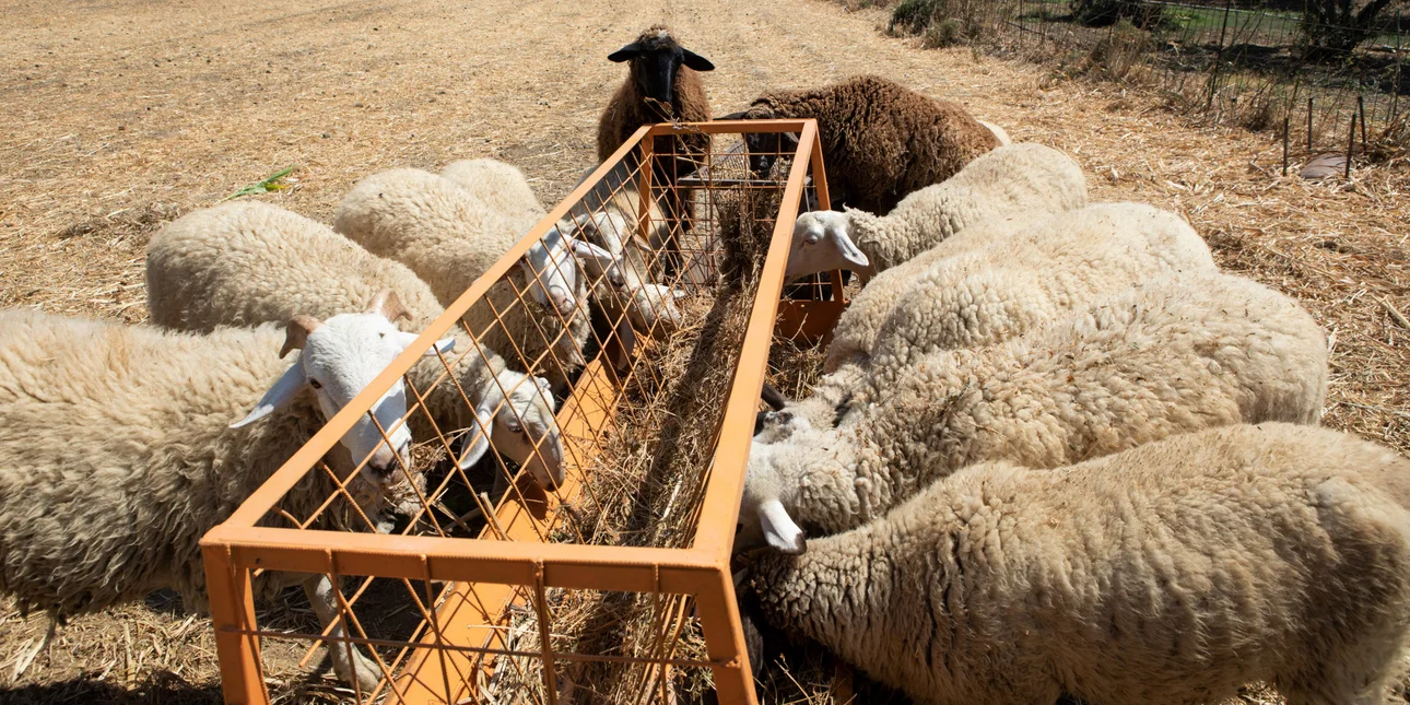 Ξεκίνησε η διάθεση εμβολίων για αντιμετώπιση αφθώδους πυρετού στην Κύπρο