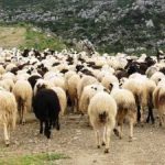 Σε κλοιό αφθώδους η Λέσβος, ανεβαίνει ο αριθμός κρουσμάτων