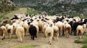 Σε κλοιό αφθώδους η Λέσβος, ανεβαίνει ο αριθμός κρουσμάτων