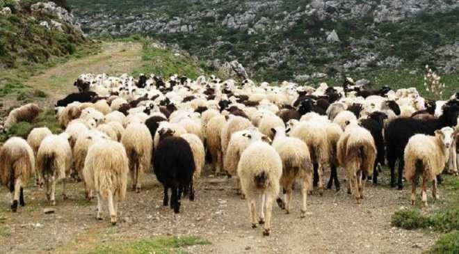 Σε κλοιό αφθώδους η Λέσβος, ανεβαίνει ο αριθμός κρουσμάτων