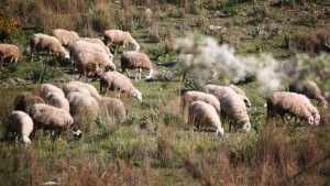 Σε ισχύ απαγόρευση μετακινήσεων στην Πάργα λόγω ευλογιάς