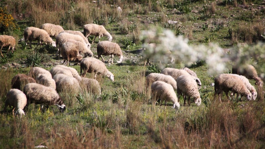Σε ισχύ απαγόρευση μετακινήσεων στην Πάργα λόγω ευλογιάς