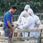 Από Σάββατο 28 Μαρτίου αιτήσεις για 45 προσλήψεις κτηνιάτρων κατά της ευλογιάς