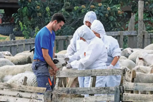 Από Σάββατο 28 Μαρτίου αιτήσεις για 45 προσλήψεις κτηνιάτρων κατά της ευλογιάς