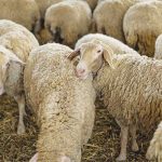 Πρέβεζα: Συνεχίζονται οι έλεγχοι για την Ευλογιά – 345 νέα αρνητικά δείγματα • Έλληνας Αγρότης