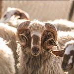 Τσεκ μόνο για ζώα με βώλους από φέτος με νομοθετική ρύθμιση