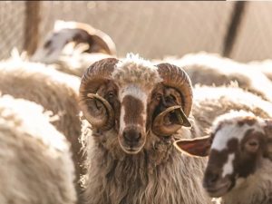 Τσεκ μόνο για ζώα με βώλους από φέτος με νομοθετική ρύθμιση