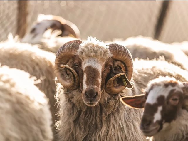 Τσεκ μόνο για ζώα με βώλους από φέτος με νομοθετική ρύθμιση