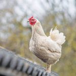 Εκλέχθηκε νέα διοίκηση στην Πανελλήνια Ένωση Οργανώσεων Πτηνοτρόφων Παραγωγών • Έλληνας Αγρότης