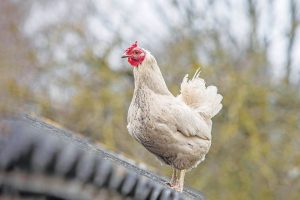 Εκλέχθηκε νέα διοίκηση στην Πανελλήνια Ένωση Οργανώσεων Πτηνοτρόφων Παραγωγών • Έλληνας Αγρότης