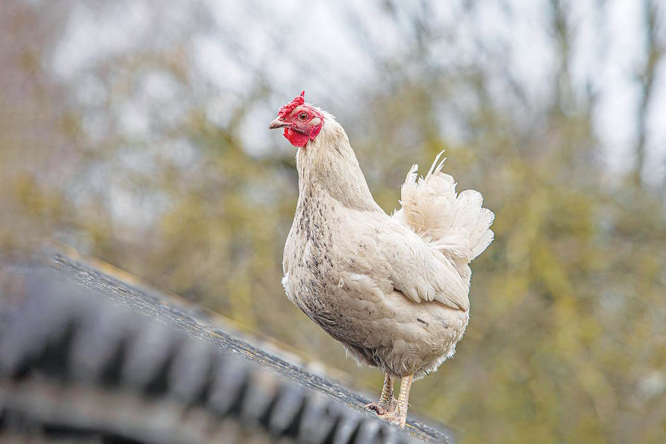 Εκλέχθηκε νέα διοίκηση στην Πανελλήνια Ένωση Οργανώσεων Πτηνοτρόφων Παραγωγών • Έλληνας Αγρότης