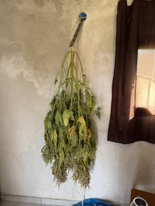 Συνελήφθη 47χρονος στη Ρόδο για καλλιέργεια κάνναβης – Κατασχέθηκαν 8 δενδρύλλια