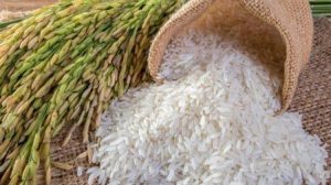 Χωρίς άμεσες διορθωτικές ενέργειες, η παραγωγή ρυζιού δεν έχει μέλλον στην Ευρώπη