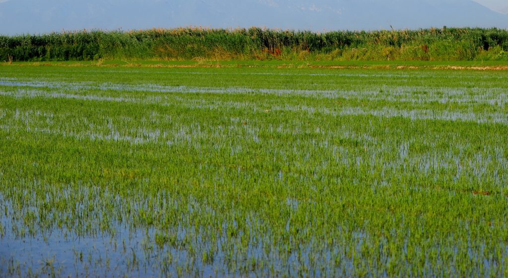 Οι Ευρωπαίοι παραγωγοί στηρίζουν τους Έλληνες ρυζοκαλλιεργητές • Έλληνας Αγρότης