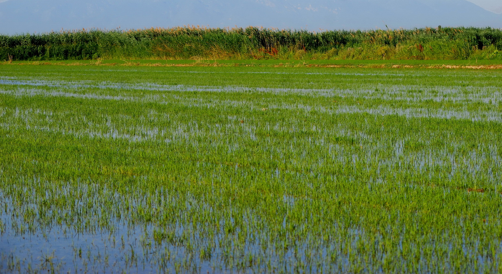 Οι Ευρωπαίοι παραγωγοί στηρίζουν τους Έλληνες ρυζοκαλλιεργητές • Έλληνας Αγρότης