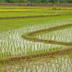 Πιστοποιημένη η μείωση στην ορυζοκαλλιέργεια - Σχεδιάζεται de minimis αποζημίωση • Έλληνας Αγρότης