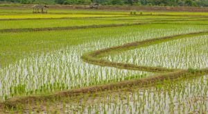 Πιστοποιημένη η μείωση στην ορυζοκαλλιέργεια - Σχεδιάζεται de minimis αποζημίωση • Έλληνας Αγρότης