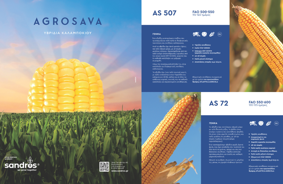 Κερδίζει στα σημεία λόγω σταθερής αγοράς και πριμ έως 90 ευρώ το καλαμπόκι