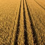 COCERAL: Ανοδική αναθεώρηση για τη σοδειά σιτηρών στην ΕΕ το 2026