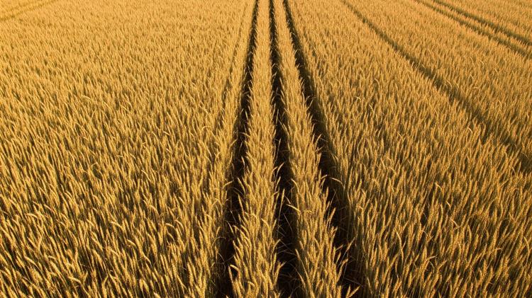 COCERAL: Ανοδική αναθεώρηση για τη σοδειά σιτηρών στην ΕΕ το 2026