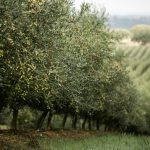 Μειώνεται κι άλλο η ισπανική παραγωγή, στοιχεία Φεβρουάριου 2026