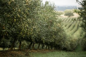Μειώνεται κι άλλο η ισπανική παραγωγή, στοιχεία Φεβρουάριου 2026
