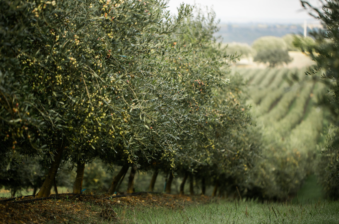 Μειώνεται κι άλλο η ισπανική παραγωγή, στοιχεία Φεβρουάριου 2026