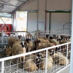 Στις 486.300 τα αιγοπρόβατα που έχουν θανατωθεί στην Ελλάδα, λόγω της ευλογιάς