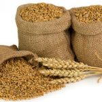 Τριτικάλε: Mια ενδιαφέρουσα διασταύρωση σιτηρών • Έλληνας Αγρότης