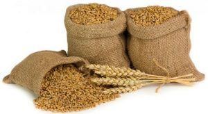 Τριτικάλε: Mια ενδιαφέρουσα διασταύρωση σιτηρών • Έλληνας Αγρότης