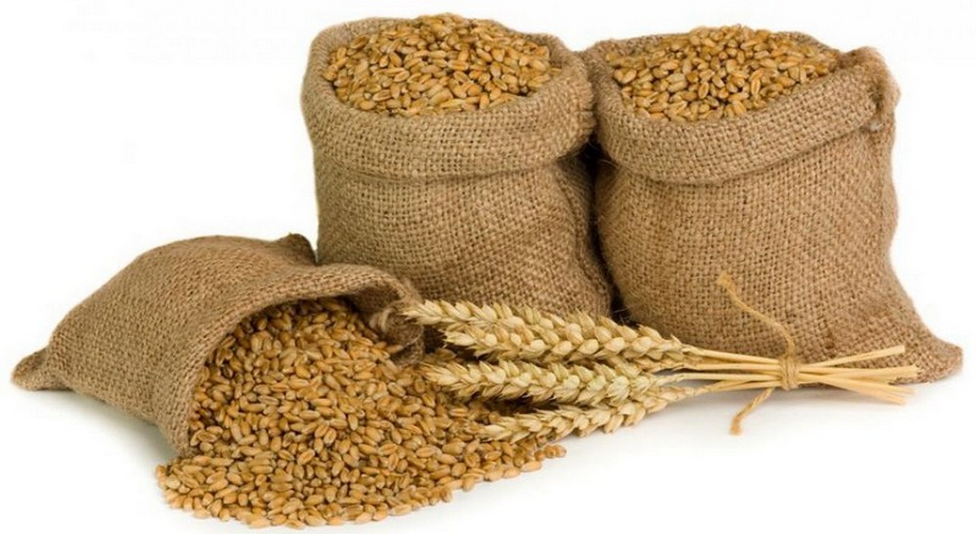 Τριτικάλε: Mια ενδιαφέρουσα διασταύρωση σιτηρών • Έλληνας Αγρότης