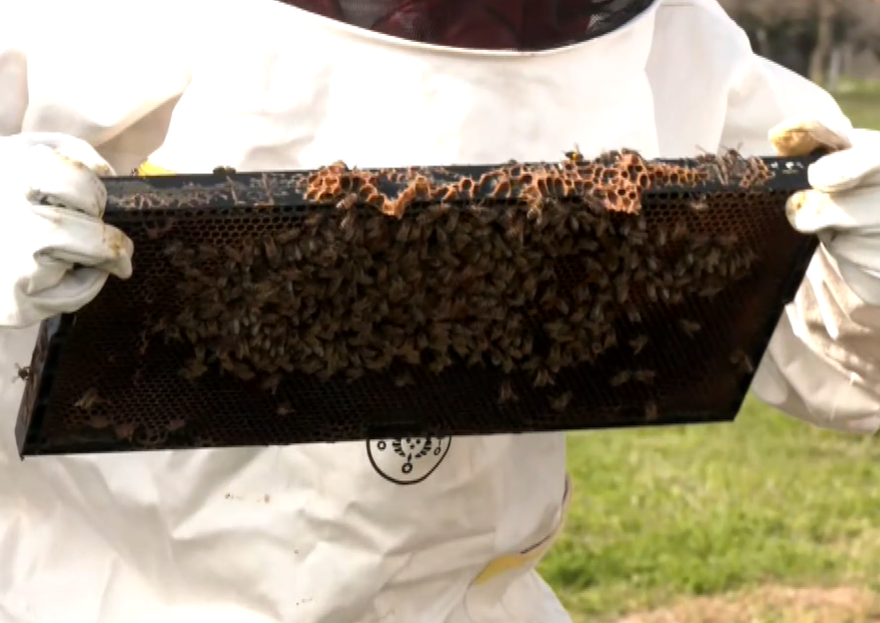 BeeAutism: Πρόγραμμα εκπαίδευσης στη μελισσοκομία για άτομα στο φάσμα του αυτισμού