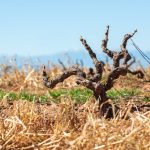 Μέτρα πριν είναι αργά για αγρότες και αμπελουργούς ζητά η ΚΕΟΣΟΕ