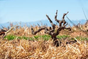 Μέτρα πριν είναι αργά για αγρότες και αμπελουργούς ζητά η ΚΕΟΣΟΕ
