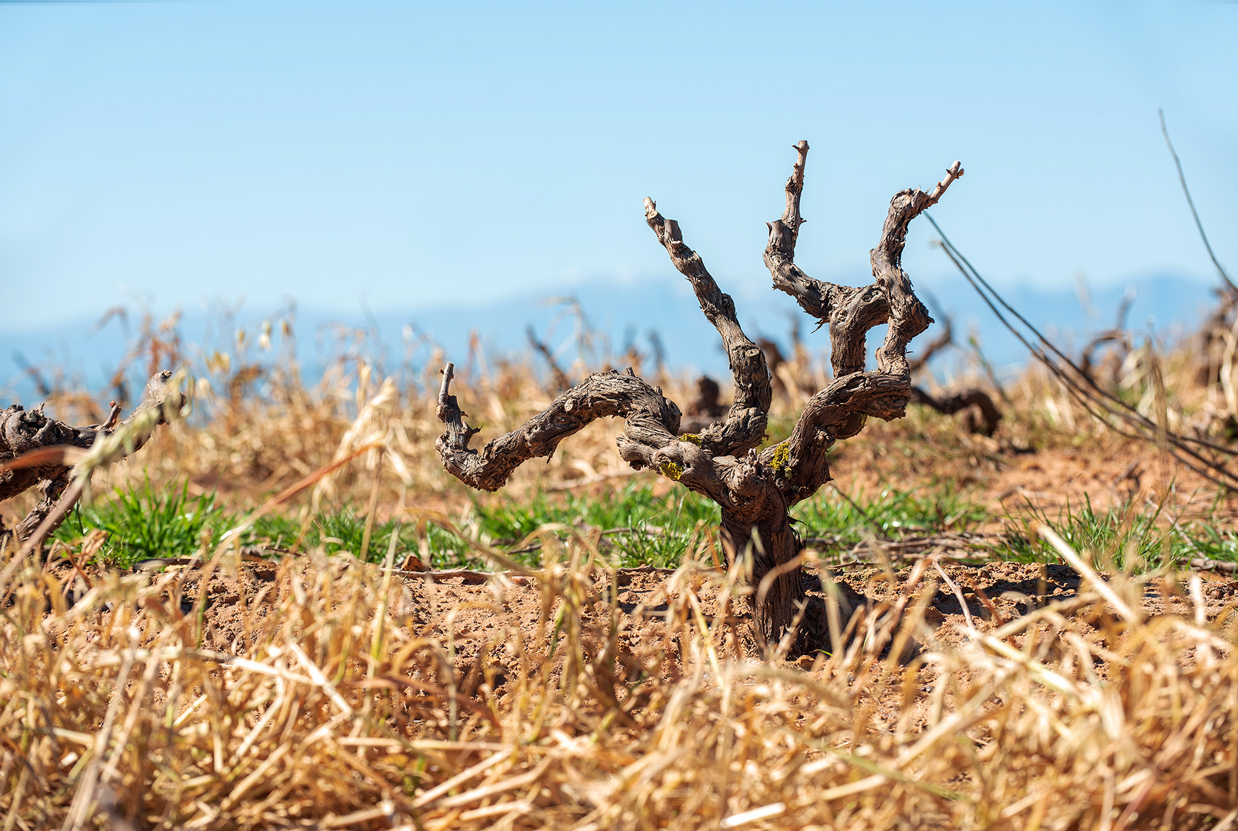 Μέτρα πριν είναι αργά για αγρότες και αμπελουργούς ζητά η ΚΕΟΣΟΕ