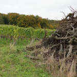 Η Γαλλία προχωρά σε εκρίζωση αμπελώνων για να εξισορροπήσει την αγορά κρασιού
