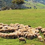 Παρούσα η ευλογιά με 103 νέα κρούσματα, πιο αυστηρό το πλαίσιο μετακινήσεων αιγοπροβάτων