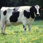 Αυστηρά μέτρα για τον αφθώδη πυρετό στα βοοδειδή στην Λέσβο