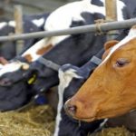 Έκτακτη σύσκεψη στο ΥΠΑΑΤ για τον αφθώδη πυρετό