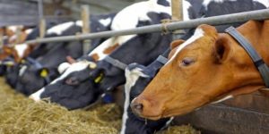 Έκτακτη σύσκεψη στο ΥΠΑΑΤ για τον αφθώδη πυρετό