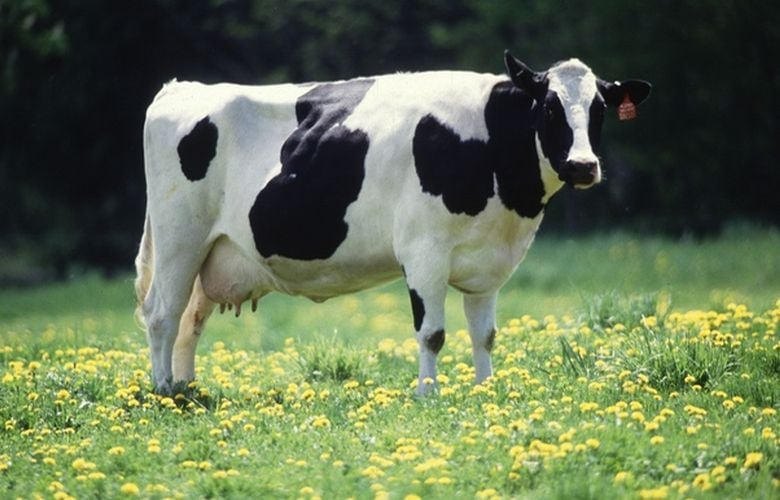 Αυστηρά μέτρα για τον αφθώδη πυρετό στα βοοδειδή στην Λέσβο