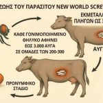 USDA: Το σχέδιο για την καταπολέμηση του παρασίτου «screwworm» που απειλεί την κτηνοτροφία