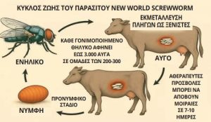 USDA: Το σχέδιο για την καταπολέμηση του παρασίτου «screwworm» που απειλεί την κτηνοτροφία