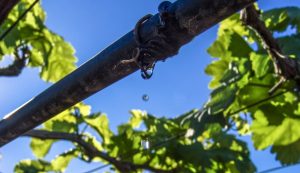 Η επαναχρησιμοποίηση νερού περνά στο επίκεντρο της ισπανικής οινοπαραγωγής