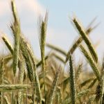 Σταθεροποίηση της παραγωγής σιτηρών επιδιώκει η Κίνα το 2026