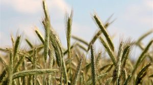 Σταθεροποίηση της παραγωγής σιτηρών επιδιώκει η Κίνα το 2026