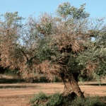 Ενισχύεται η τεχνικο-επιστημονική επιτροπή για την καταπολέμηση της Ξυλέλλας